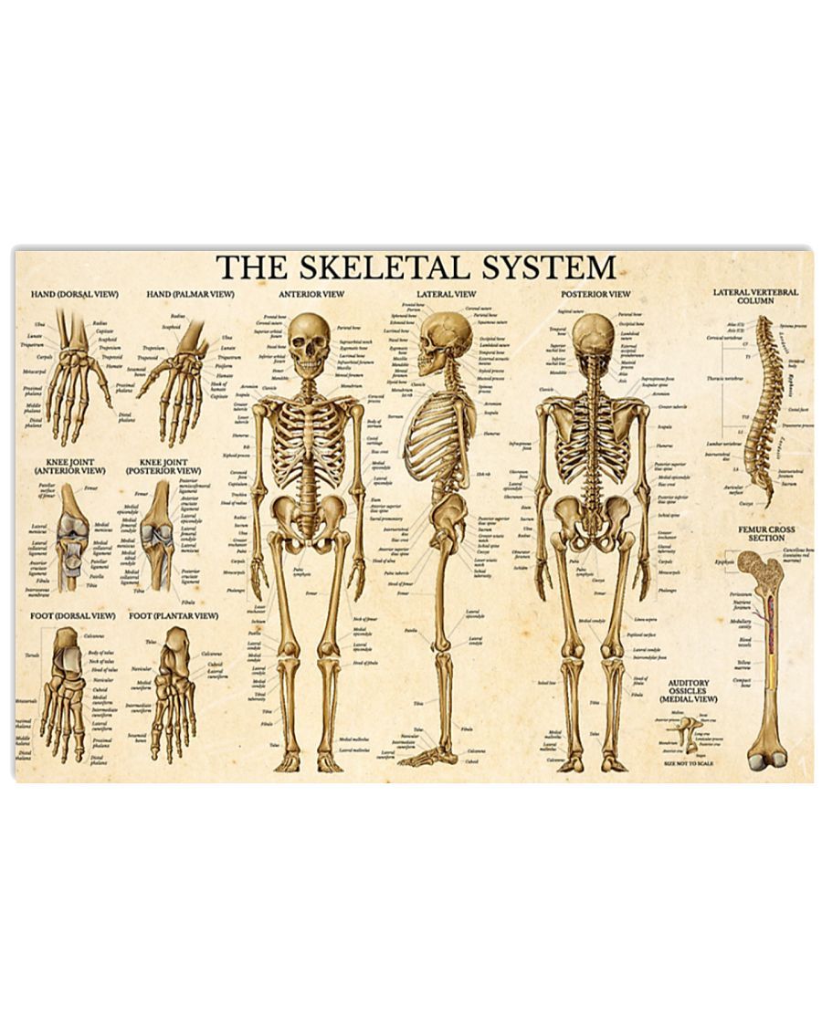 The Skeletal System Poster | Posterpik.com